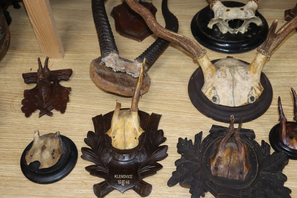 A quantity of mounted antlers, some with Black Forest shields